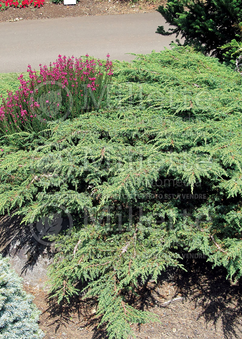 Juniperus Green Carpet (Juniper conifer) 4  