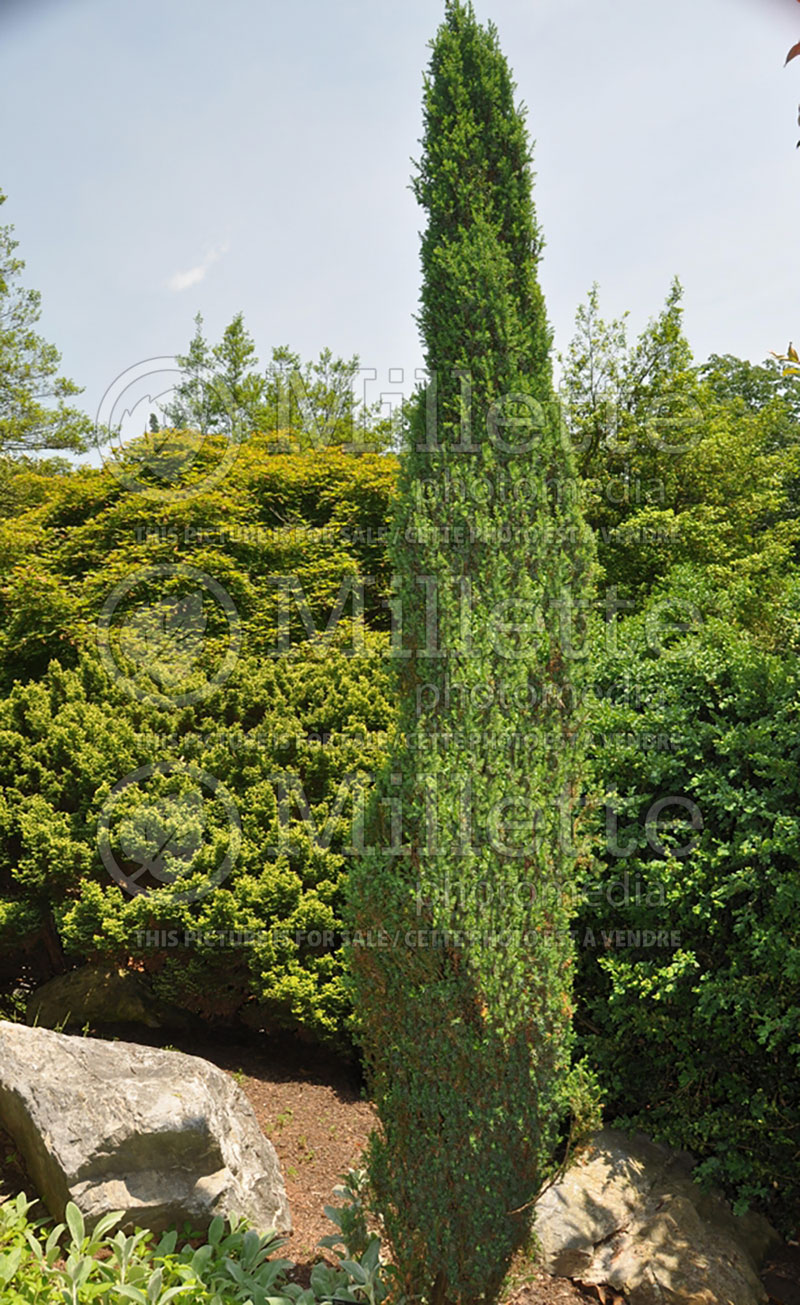 Juniperus Sentinel or Pencil Point (Common Juniper conifer) 1 