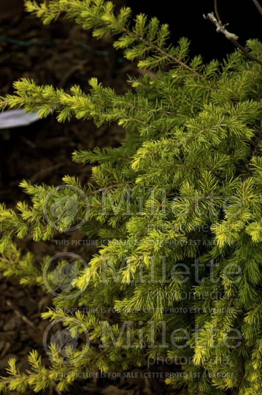 Juniperus All Gold (Juniper conifer) 1