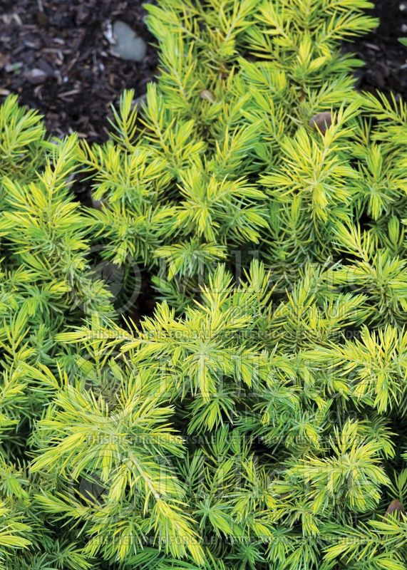 Juniperus All Gold (Juniper conifer) 3