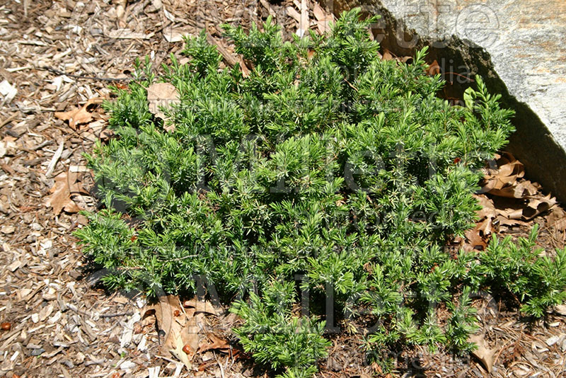 Juniperus Blue Pacific (Shore Juniper conifer) 1