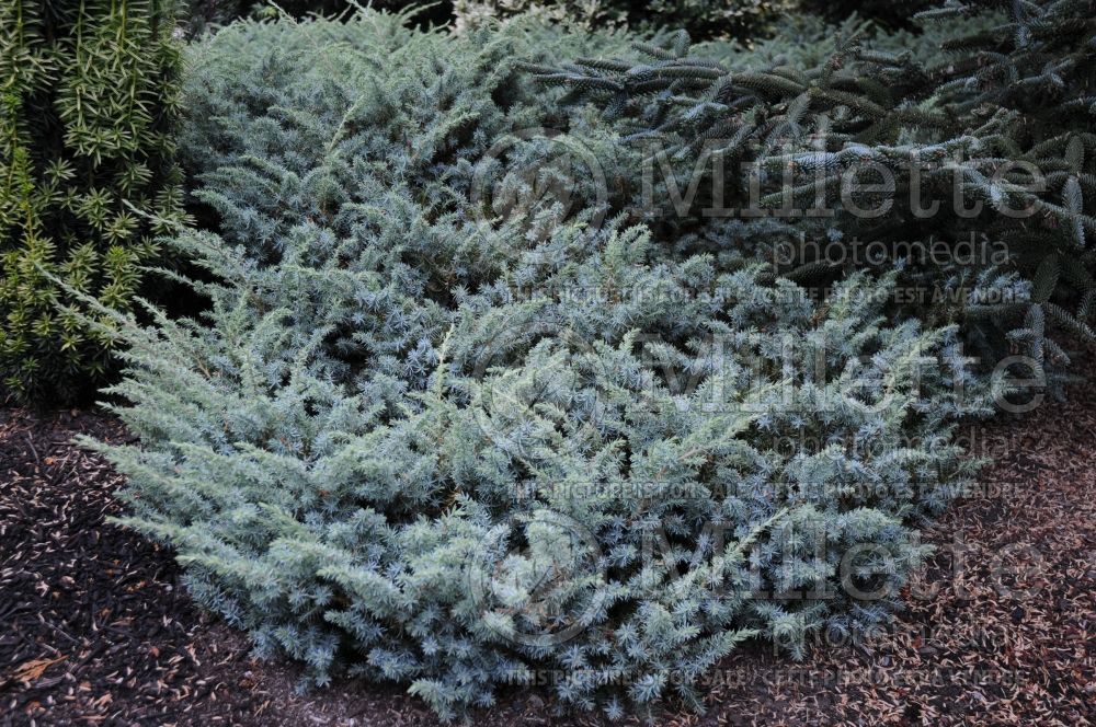 Juniperus Silver Mist (Juniper conifer) 1