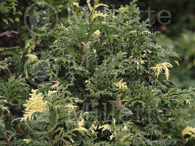 Juniperus Expansa Variegata (Juniper conifer) 1
