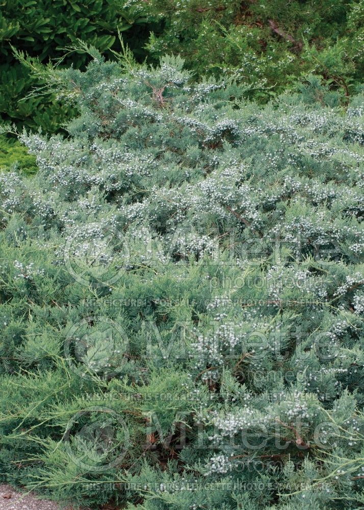 Juniperus Grey Owl (Creeping juniper conifer) 1 