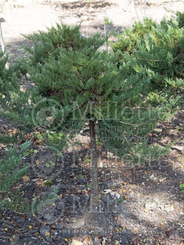 Juniperus Blue Chip (Juniper conifer) 9