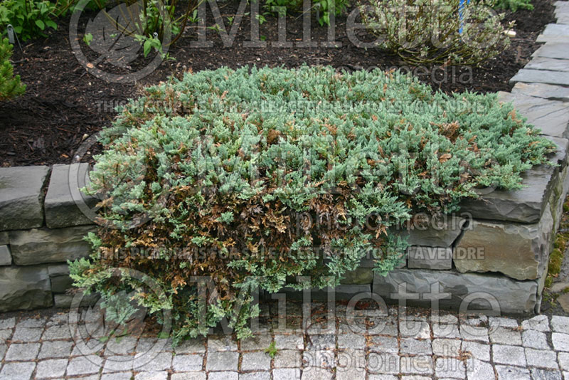 Juniperus Blue Chip (Juniper conifer) 3