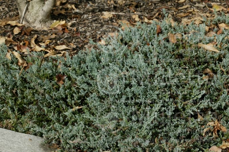 Juniperus Blue Chip (Juniper conifer) 7