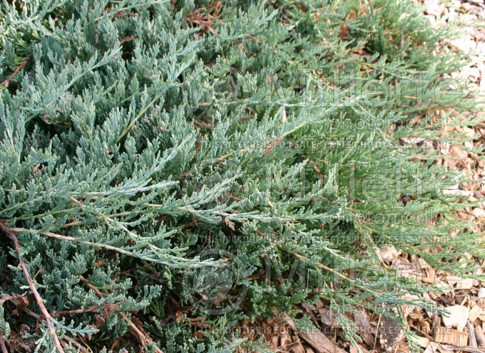 Juniperus Hughes (Juniper conifer) 3