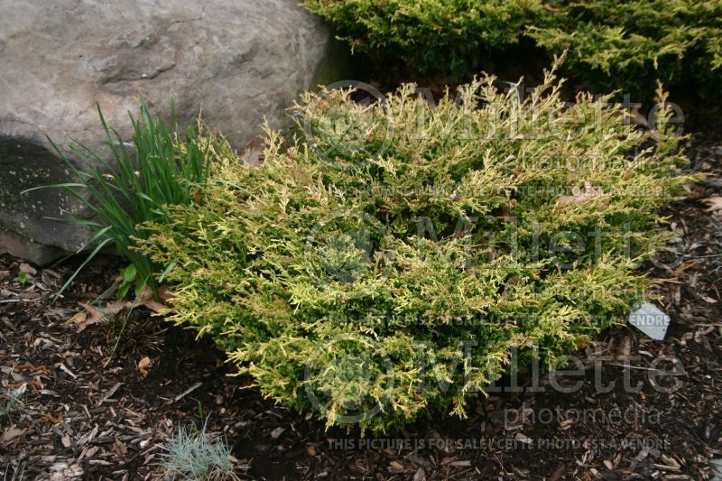 Juniperus Limeglow (Juniper conifer) 2