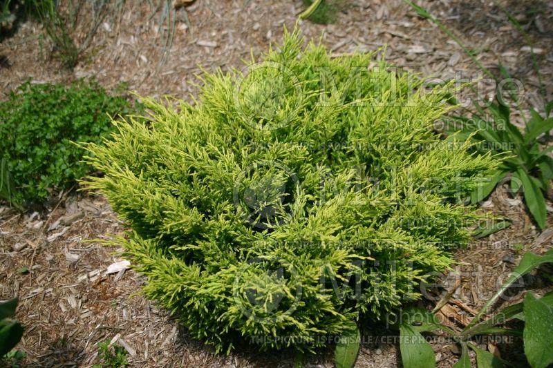 Juniperus Limeglow (Juniper conifer) 3