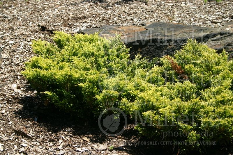 Juniperus Limeglow (Juniper conifer) 1