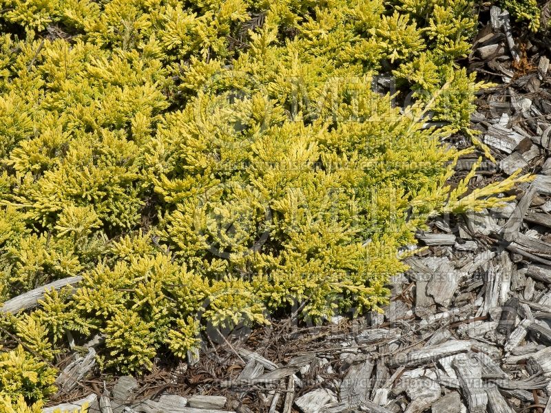 Juniperus Mother Lode (Juniper conifer) 9