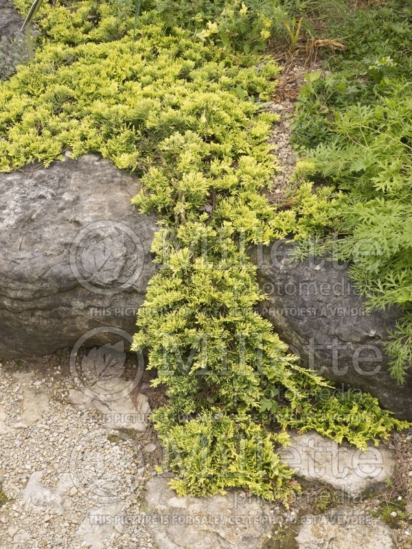 Juniperus Mother Lode (Juniper conifer) 5