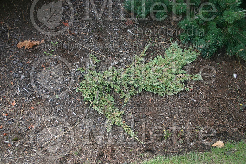 Juniperus Pancake (Juniper conifer) 1