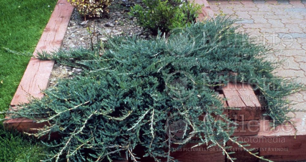 Juniperus Wiltonii (Juniper blue rug conifer) 12