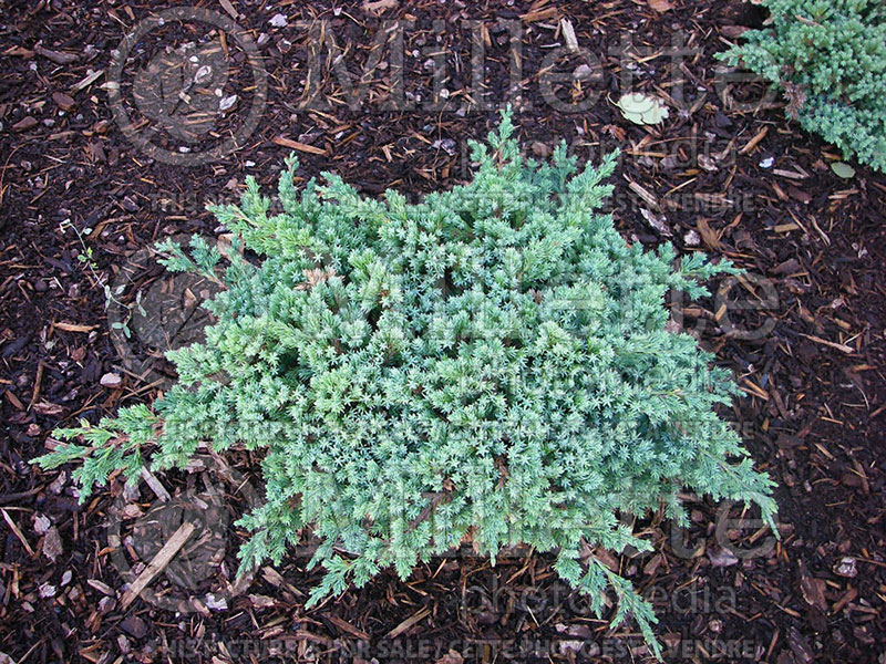 Juniperus Nana (Juniper conifer) 1
