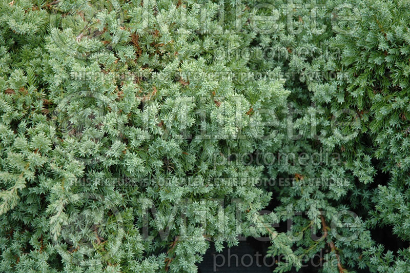 Juniperus Nana (Juniper conifer) 8