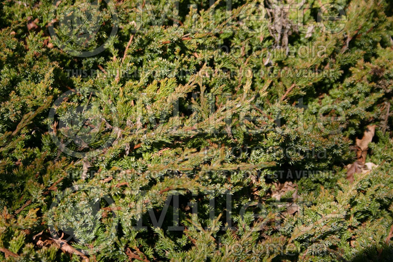 Juniperus Nana (Juniper conifer) 16