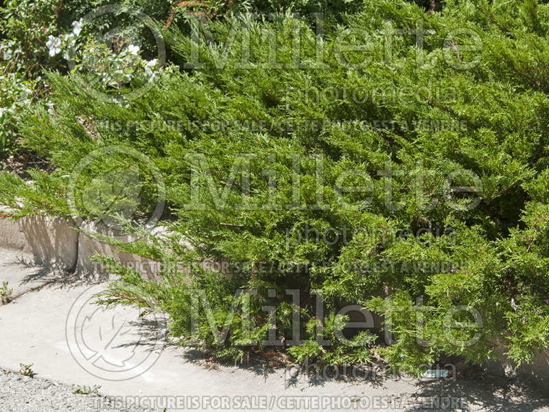 Juniperus Arcadia (Juniper conifer) 1