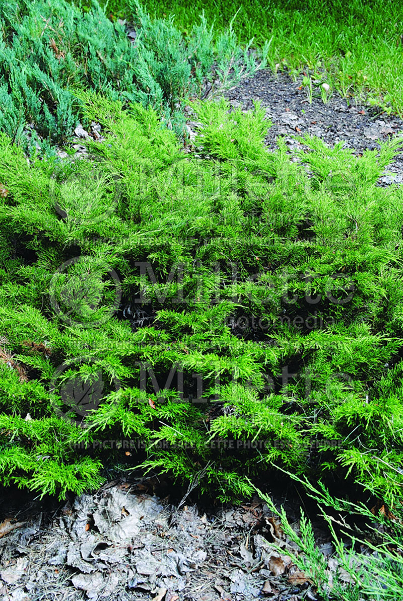Juniperus Arcadia (Juniper conifer) 8
