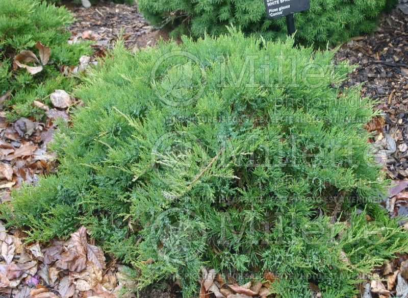 Juniperus Broadmoor (Juniper conifer) 2