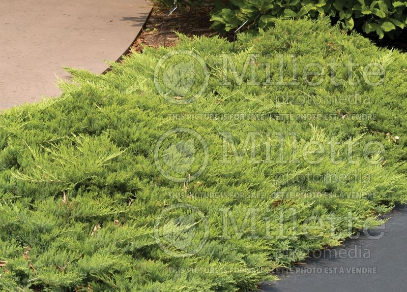 Juniperus Broadmoor (Juniper conifer) 4