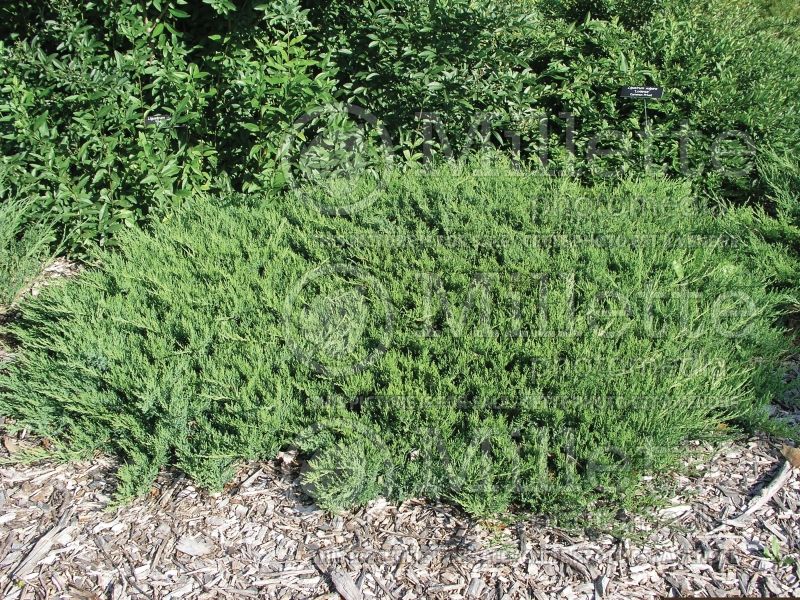 Juniperus Broadmoor (Juniper conifer) 3