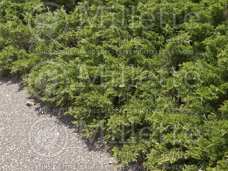 Juniperus Buffalo (Juniper conifer) 2