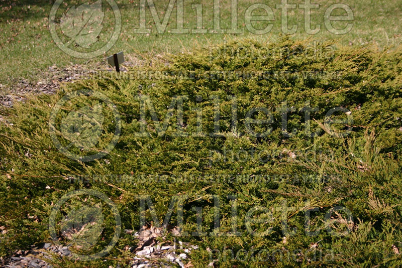 Juniperus Buffalo (Juniper conifer) 4