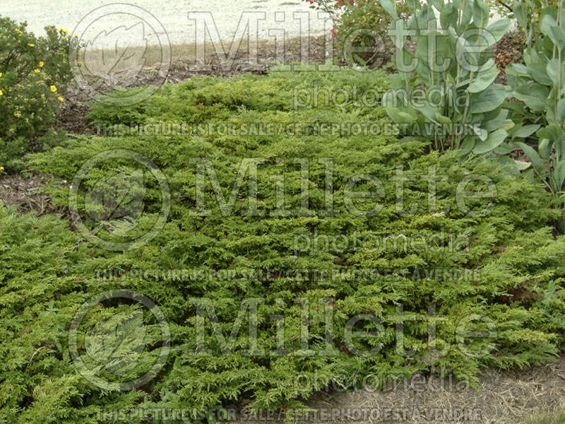 Juniperus Calgary Carpet (Juniper conifer) 2
