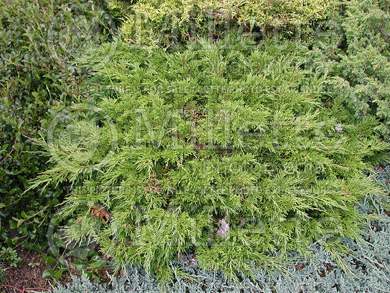Juniperus Calgary Carpet (Juniper conifer) 5