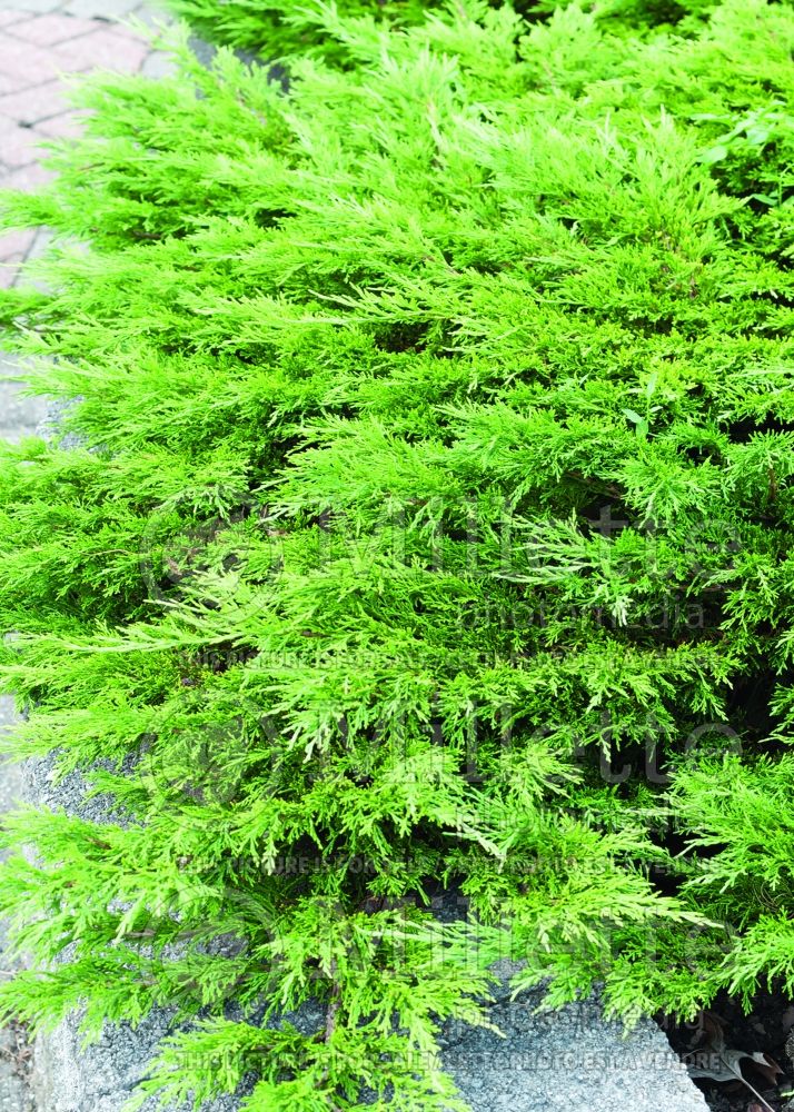 Juniperus Calgary Carpet (Juniper conifer) 7