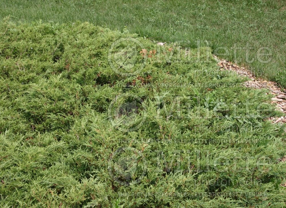 Juniperus Skandia (Juniper conifer) 1