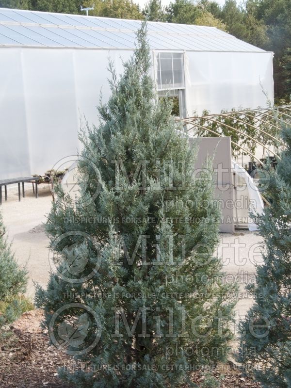 Juniperus Wichita Blue (Juniper conifer) 3