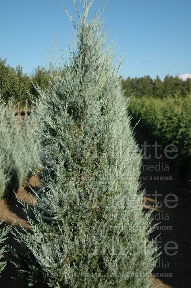 Juniperus Wichita Blue (Juniper conifer) 6