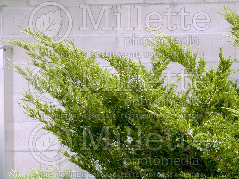 Juniperus Sea Green (Juniper conifer) 7 