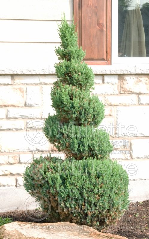 Juniperus - topiary in spiral (Juniper conifer) 8