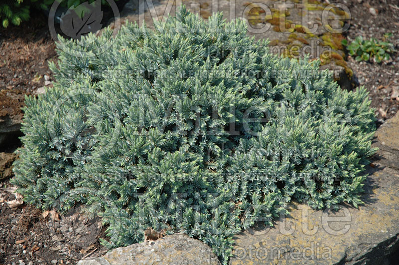 Juniperus Blue Star (Juniper conifer) 4
