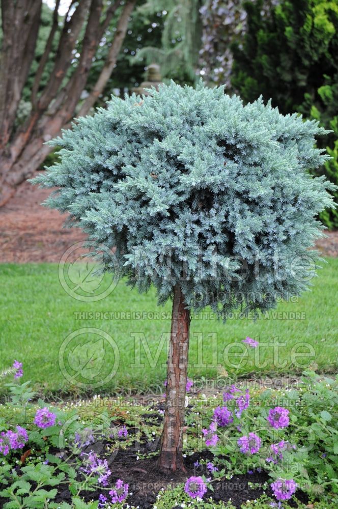 Juniperus Blue Star (Singleseed juniper conifer) 6