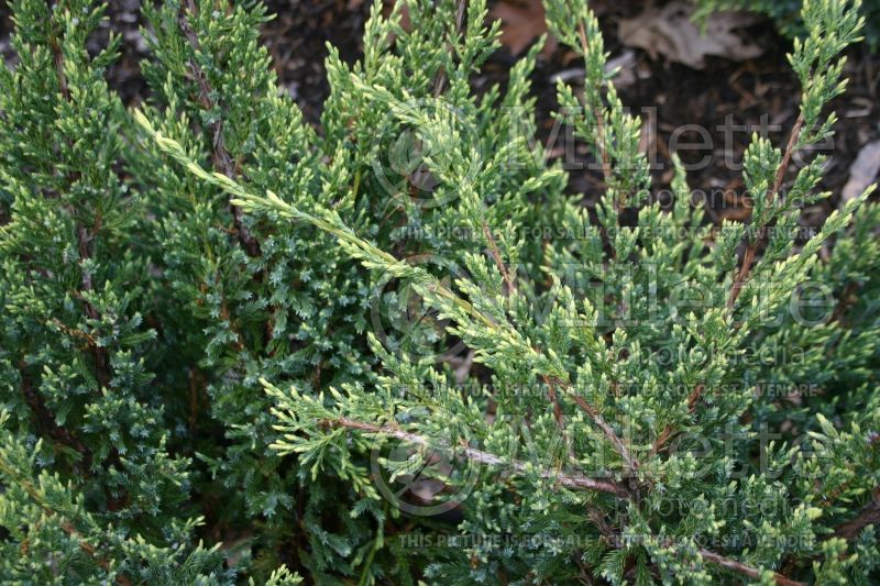 Juniperus Holger (Juniper conifer) 2