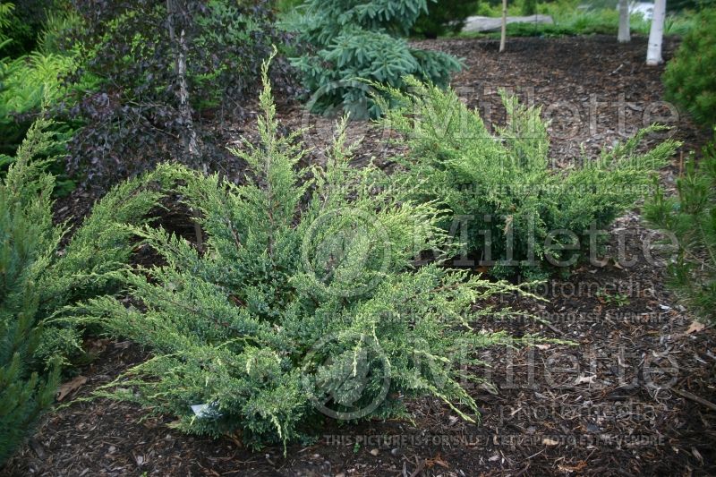 Juniperus Holger (Juniper conifer) 3