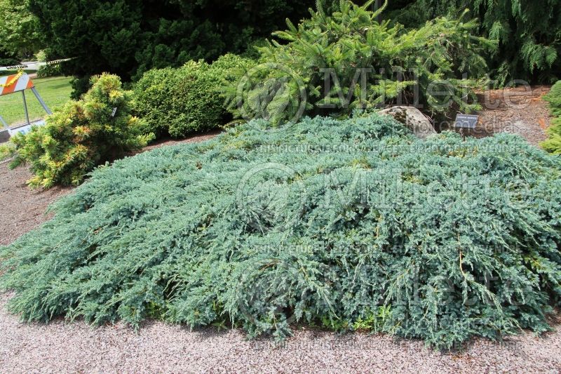 Juniperus Holger (Juniper conifer) 4