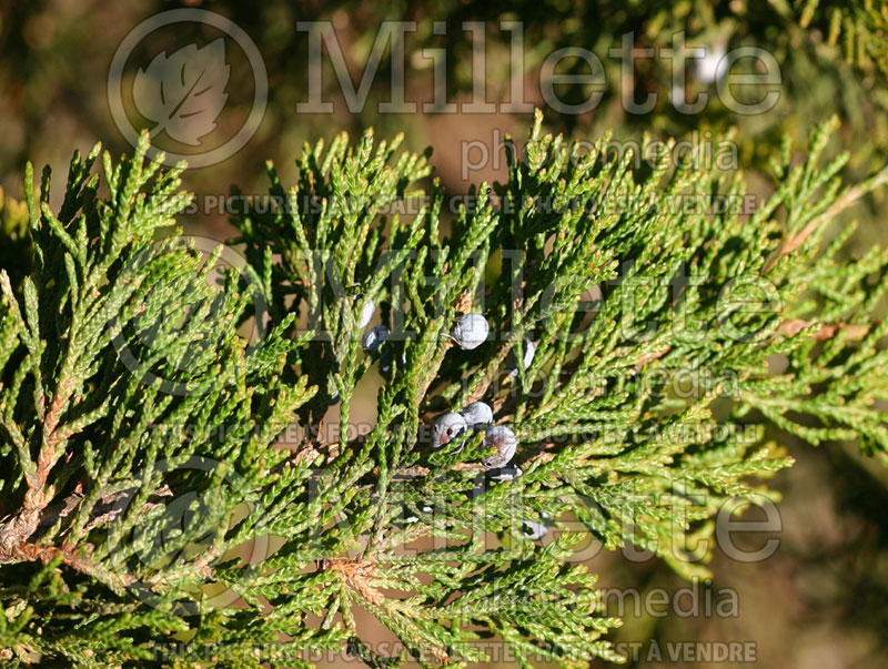Juniperus Canaertii (Juniper conifer) 1