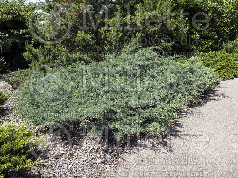 Juniperus Grey Owl (Juniper conifer) 5