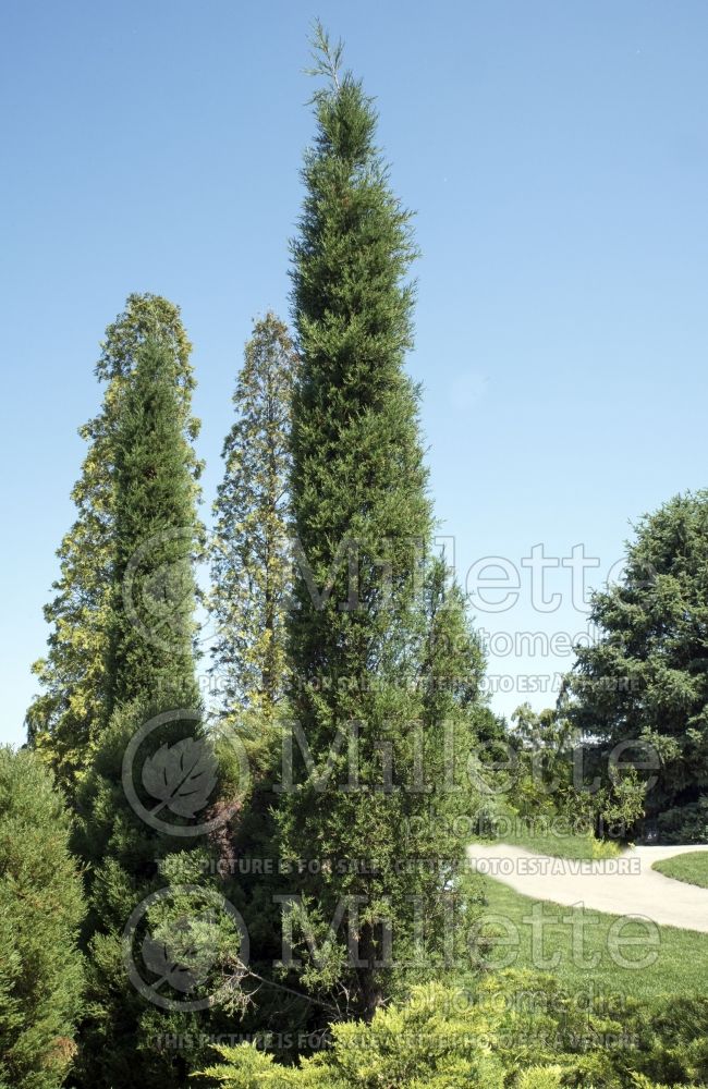Juniperus Taylor (Juniper conifer) 2