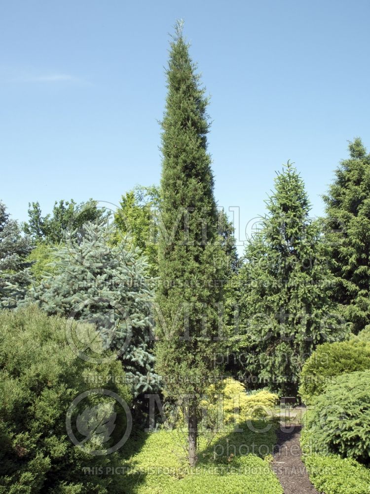 Juniperus Taylor (Juniper conifer) 3