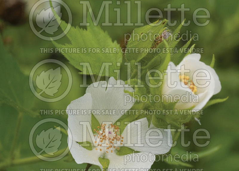Kitaibelia vitifolia (Cedar Cup or Chalice Flower)  1