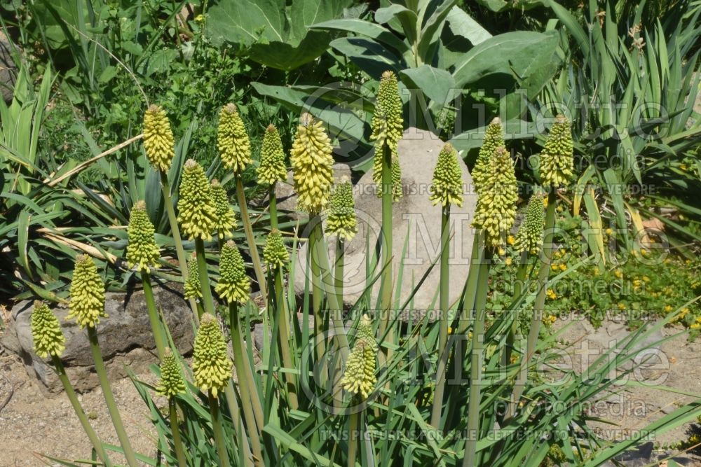 Kniphofia Ice Queen (Torch Flower Poker) 1 