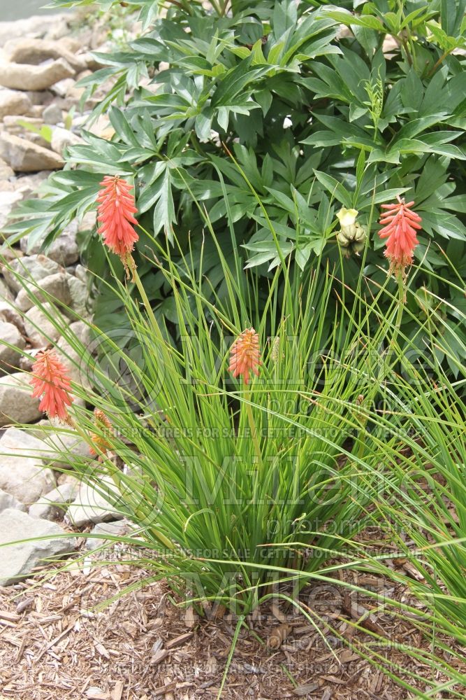 Kniphofia Redhot Popsicle (Torch Flower Poker) 1 