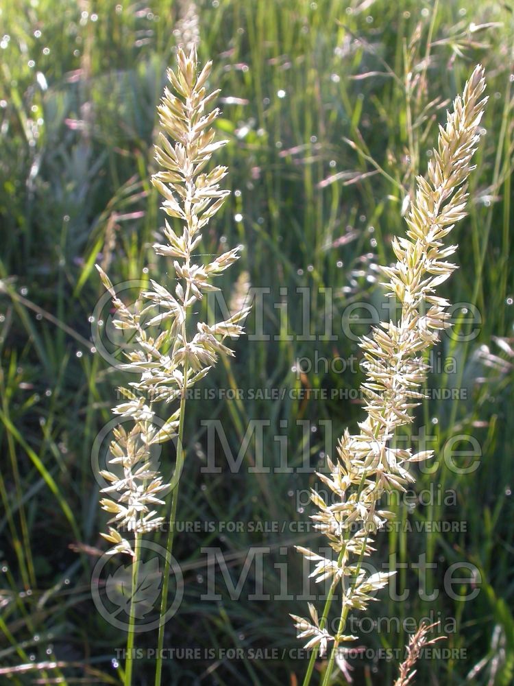 Koeleria macrantha (Prairie Junegrass) 4 